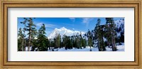 Trees on a snow covered mountain, Mt Shuksan, Mt Baker-Snoqualmie National Forest, Washington State, USA Fine Art Print