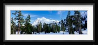 Trees on a snow covered mountain, Mt Shuksan, Mt Baker-Snoqualmie National Forest, Washington State, USA Framed Print