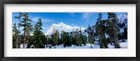 Trees on a snow covered mountain, Mt Shuksan, Mt Baker-Snoqualmie National Forest, Washington State, USA Fine Art Print