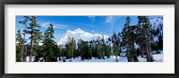 Trees on a snow covered mountain, Mt Shuksan, Mt Baker-Snoqualmie National Forest, Washington State, USA Framed Print