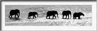 Herd of African Elephants Crossing the Uaso Nyiro River, Kenya (black & white) Fine Art Print