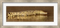 Side profile of a Nile Crocodile (Crocodylus Niloticus), Masai Mara National Reserve, Kenya Fine Art Print