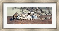 Cheetah (Acinonyx jubatus) resting in a forest, Samburu National Park, Rift Valley Province, Kenya Fine Art Print