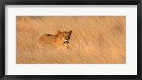 Female lion (panthera leo) moving through tall grass, Masai Mara National Reserve, Kenya, Africa Fine Art Print