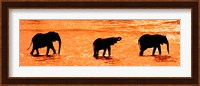 Three African Elephants Crossing the Uaso Nyiro River, Kenya Fine Art Print