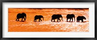 Herd of African Elephants Crossing the Uaso Nyiro River, Kenya Fine Art Print