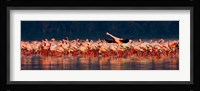 Lesser flamingos in a lake, Lake Nakuru, Lake Nakuru National Park, Kenya Fine Art Print