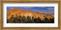 Palm trees in front of mountains, Chebika, Tunisia Fine Art Print