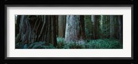Redwood Trees and Ferns, California Fine Art Print