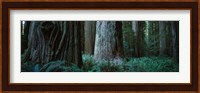 Redwood Trees and Ferns, California Fine Art Print