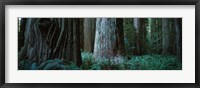 Redwood Trees and Ferns, California Fine Art Print