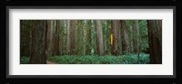 Jedediah Smith Redwoods State Park, California Fine Art Print