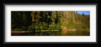 Reflection of trees in a river, Smith River, Jedediah Smith Redwoods State Park, California, USA Fine Art Print