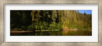 Reflection of trees in a river, Smith River, Jedediah Smith Redwoods State Park, California, USA Fine Art Print