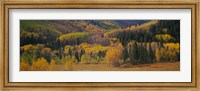 Aspen trees in a field, Maroon Bells, Pitkin County, Gunnison County, Colorado, USA Fine Art Print