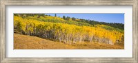 Trees in a field, Dallas Divide, San Juan Mountains, Colorado Fine Art Print