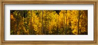 Aspen trees in a forest, Telluride, Colorado Fine Art Print