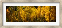 Aspen trees in a forest, Telluride, Colorado Fine Art Print