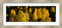 High angle view of Aspen trees in a forest, Telluride, San Miguel County, Colorado, USA Fine Art Print