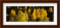 High angle view of Aspen trees in a forest, Telluride, San Miguel County, Colorado, USA Fine Art Print