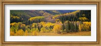 Aspen Trees in a Filed Telluride, Colorado Fine Art Print
