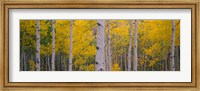 Aspen Trees in Telluride, Colorado Fine Art Print
