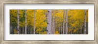 Aspen Trees in Telluride, Colorado Fine Art Print
