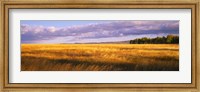 Crop in a field, Last Dollar Road, Dallas Divide, Colorado, USA Fine Art Print