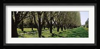 Trees along a walkway in a botanical garden, Niagara Falls, Ontario, Canada Fine Art Print