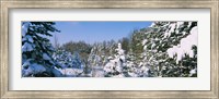 Snow covered trees in a forest, New York State, USA Fine Art Print