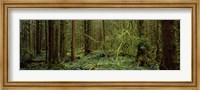 Trees in a forest, Hoh Rainforest, Olympic Peninsula, Washington State, USA Fine Art Print