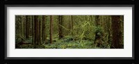 Trees in a forest, Hoh Rainforest, Olympic Peninsula, Washington State, USA Fine Art Print