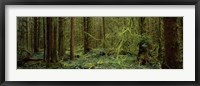 Trees in a forest, Hoh Rainforest, Olympic Peninsula, Washington State, USA Fine Art Print