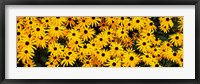 Black-Eyed Susan flowers growing in a field Fine Art Print