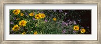 Flowers in a botanical garden, Buffalo And Erie County Botanical Gardens, Buffalo, Erie County, New York State Fine Art Print