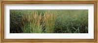 Close-up of Feather Reed Grass (Calamagrostis x acutiflora) Fine Art Print