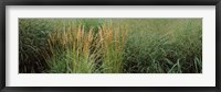 Close-up of Feather Reed Grass (Calamagrostis x acutiflora) Fine Art Print