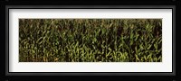 Corn field, New York State Fine Art Print
