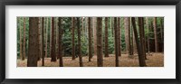 Trees in a forest, New York City, New York State, USA Fine Art Print