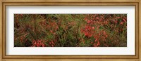 Flowers on coral plants (Russelia equisetiformis), Longboat Key, Manatee County, Florida Fine Art Print