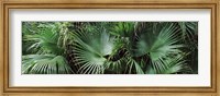 Close-up of palm leaves, Joan M. Durante Park, Longboat Key, Florida, USA Fine Art Print