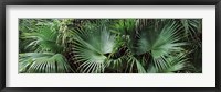 Close-up of palm leaves, Joan M. Durante Park, Longboat Key, Florida, USA Fine Art Print