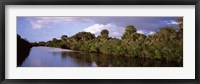 Trees along a channel, Venice, Sarasota County, Florida Fine Art Print