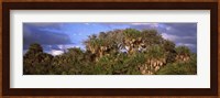 Trees in a forest, Venice, Sarasota County, Florida, USA Fine Art Print
