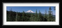 Trees in a forest with mountain in the background, Mt Hood National Forest, Hood River County, Oregon, USA Fine Art Print