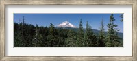 Trees in a forest with mountain in the background, Mt Hood National Forest, Hood River County, Oregon, USA Fine Art Print