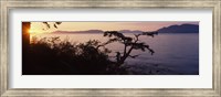 Silhouette of trees at seaside, Rosario Strait, San Juan Islands, Washington State, USA Fine Art Print
