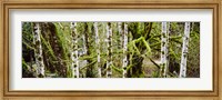 Mossy Birch trees in a forest, Lake Crescent, Olympic Peninsula, Washington State, USA Fine Art Print