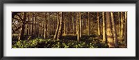 Trees and salals in a forest at sunset, Whidbey Island, Island County, Washington State, USA Fine Art Print