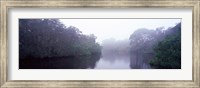 Early morning fog on a creek, South Creek, Oscar Scherer State Park, Osprey, Sarasota County, Florida, USA Fine Art Print